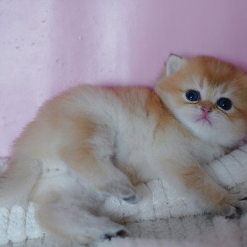 chaton British Shorthair black golden shaded Vashni Chatterie Nekobaa