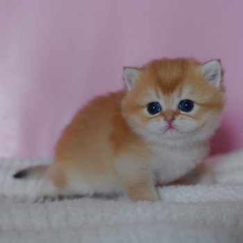 chaton British Shorthair black golden shaded Vashni Chatterie Nekobaa