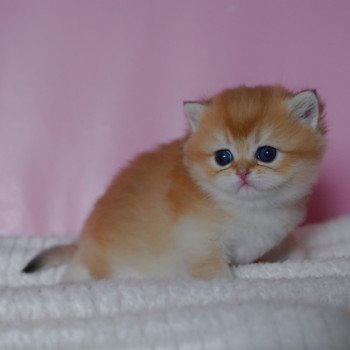 chaton British Shorthair black golden shaded Vashni Chatterie Nekobaa