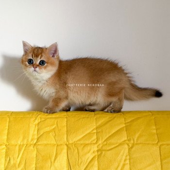 chaton British Shorthair black golden shaded Vashni 🐾 Chatterie Nekobaa