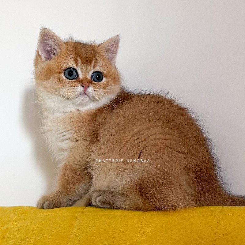 Vashni 🐾 Mâle British Shorthair