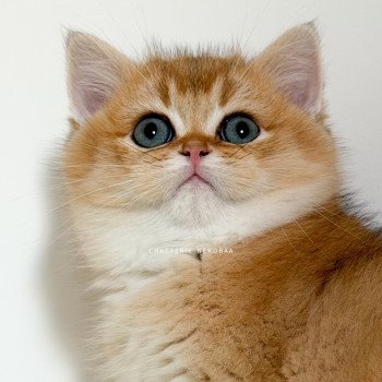 chaton British Shorthair black golden shaded Vashni 🐾 Chatterie Nekobaa