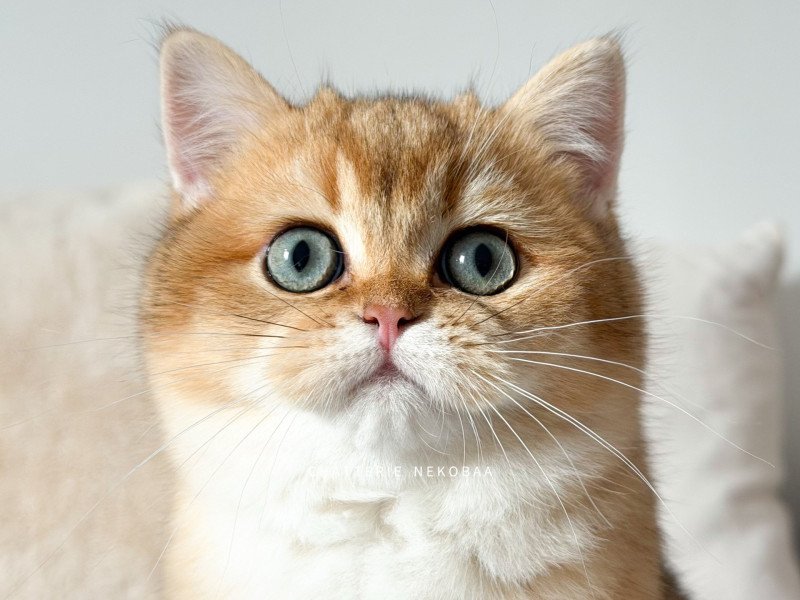 Alfie Vashni Mâle British Shorthair