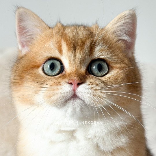 Vashni 🐾 Mâle British Shorthair