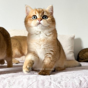 chaton British Shorthair black golden shaded Vashni 🐾 Chatterie Nekobaa
