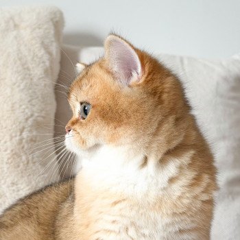 chaton British Shorthair black golden shaded Vashni 🐾 Chatterie Nekobaa