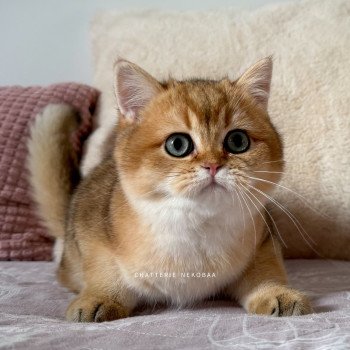 chaton British Shorthair black golden shaded Vashni 🐾 Chatterie Nekobaa