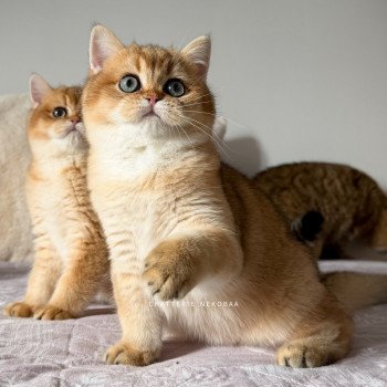 chaton British Shorthair black golden shaded Vashni 🐾 Chatterie Nekobaa
