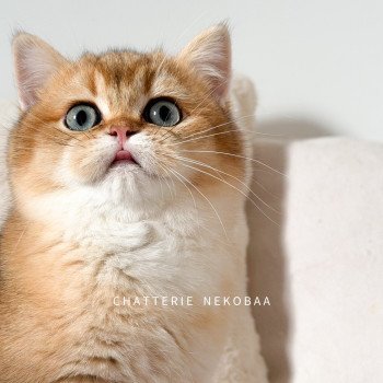 chaton British Shorthair black golden shaded Vashni 🐾 Chatterie Nekobaa
