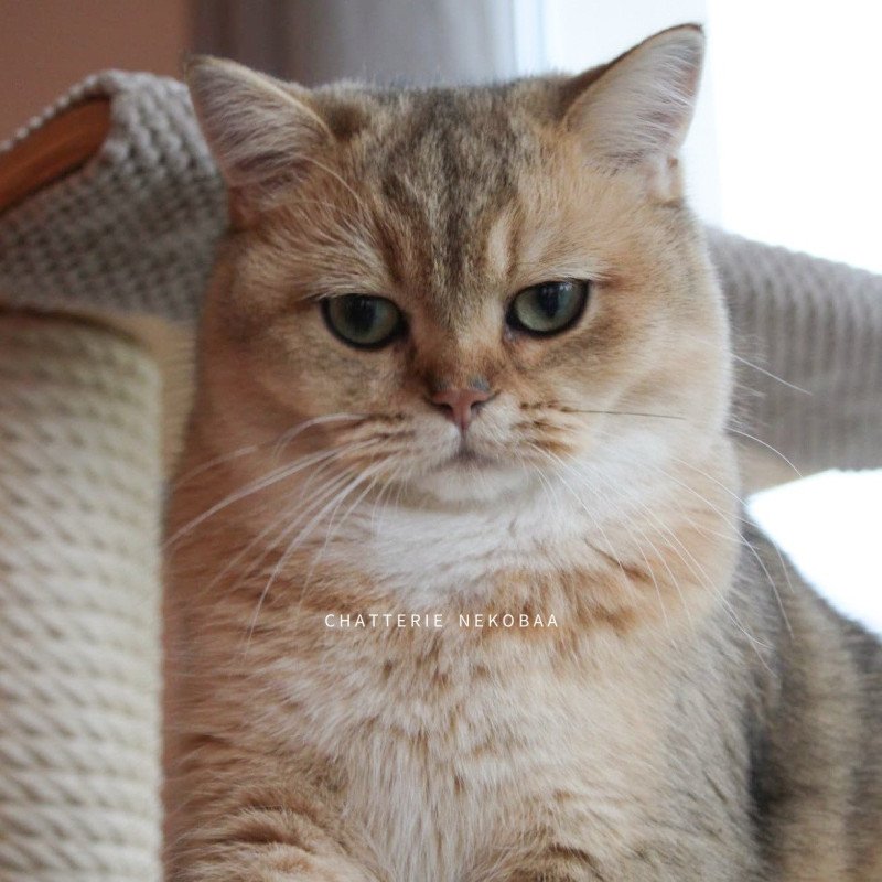 Wabushi Yoko Ono Femelle British Shorthair