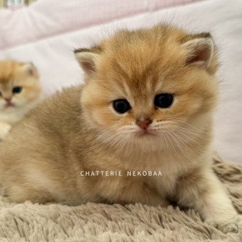 chaton British Shorthair black golden ticked tabby Wabushi Chatterie Nekobaa