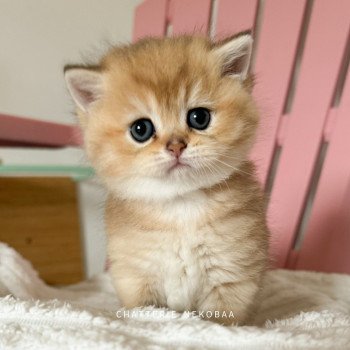 chaton British Shorthair black golden ticked tabby Wabushi Chatterie Nekobaa