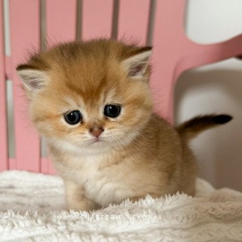 Wabushi Femelle British Shorthair