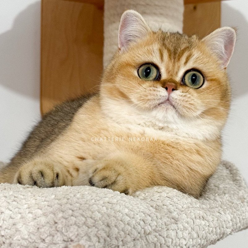Wako Femelle British Shorthair