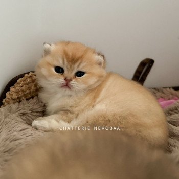 chaton British Shorthair black golden shaded Wako Chatterie Nekobaa