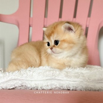 chaton British Shorthair black golden shaded Wako Chatterie Nekobaa