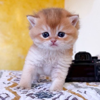 chaton British Shorthair black golden shell Wasaburo Chatterie Nekobaa