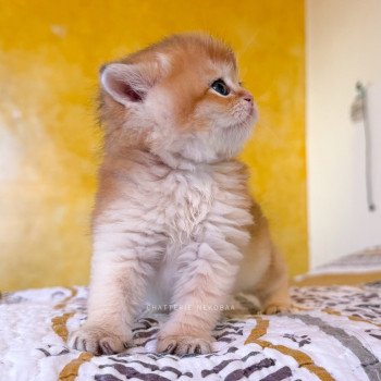 chaton British Shorthair black golden shell Wasaburo Chatterie Nekobaa