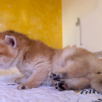 chaton British Shorthair black golden shell Wasaburo Chatterie Nekobaa