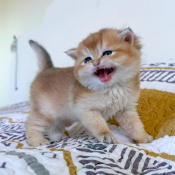 chaton British Shorthair black golden shell Wasaburo Chatterie Nekobaa