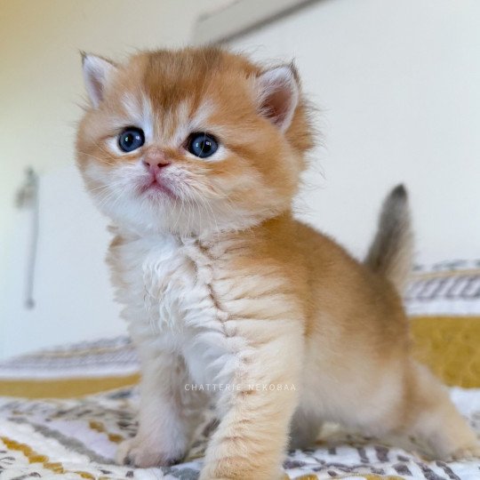 Wasaburo Mâle British Shorthair