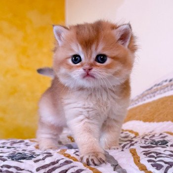 chaton British Shorthair black golden shell Wasaburo Chatterie Nekobaa