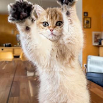 chaton British Shorthair black golden shaded Wasaburo Chatterie Nekobaa