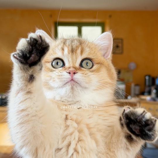 Wasaburo Mâle British Shorthair