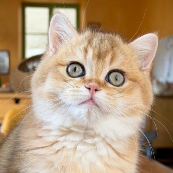 chaton British Shorthair black golden shaded Wasaburo Chatterie Nekobaa