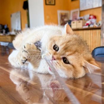 chaton British Shorthair black golden shaded Wasaburo Chatterie Nekobaa