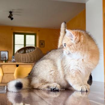 chaton British Shorthair black golden shaded Wasaburo Chatterie Nekobaa