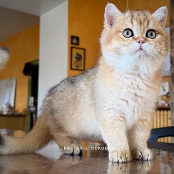 chaton British Shorthair black golden shaded Wasaburo Chatterie Nekobaa