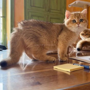 chaton British Shorthair black golden shaded Wasaburo Chatterie Nekobaa