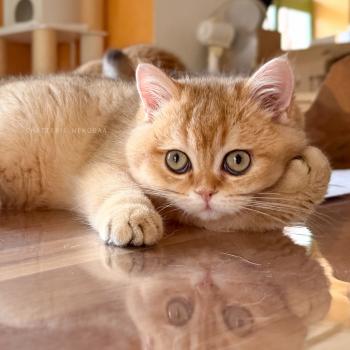chaton British Shorthair black golden shaded Wasaburo Chatterie Nekobaa