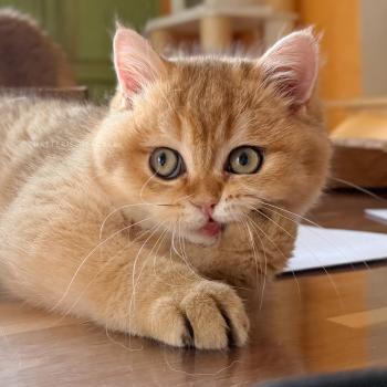 chaton British Shorthair black golden shaded Wasaburo Chatterie Nekobaa