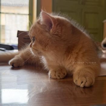 chaton British Shorthair black golden shaded Wasaburo Chatterie Nekobaa