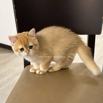 chat British Shorthair black golden shell Willow Chatterie Nekobaa chat British Shorthair black golden shell Willow Chatterie Nekobaa