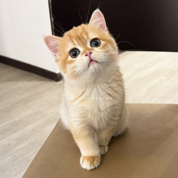chat British Shorthair black golden shell Willow Chatterie Nekobaa chat British Shorthair black golden shell Willow Chatterie Nekobaa