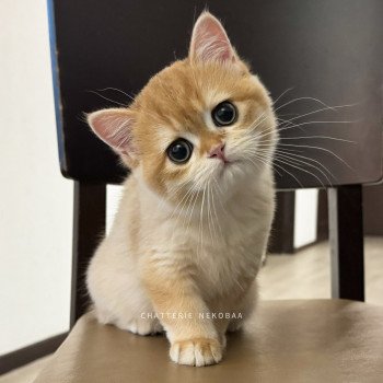 chat British Shorthair black golden shell Willow Chatterie Nekobaa chat British Shorthair black golden shell Willow Chatterie Nekobaa