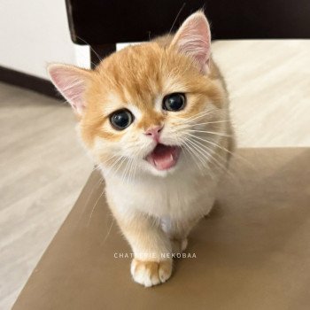 chat British Shorthair black golden shell Willow Chatterie Nekobaa chat British Shorthair black golden shell Willow Chatterie Nekobaa