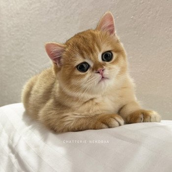 chat British Shorthair black golden shell Willow Chatterie Nekobaa chat British Shorthair black golden shell Willow Chatterie Nekobaa