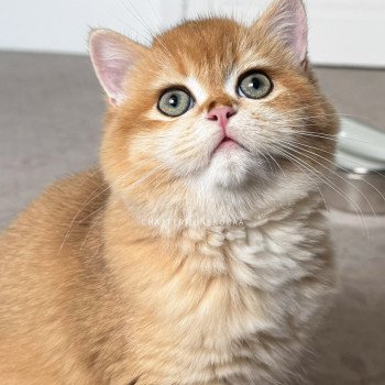 chat British Shorthair black golden shell Willow Chatterie Nekobaa chat British Shorthair black golden shell Willow Chatterie Nekobaa