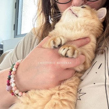 chat British Shorthair black golden shell Willow Chatterie Nekobaa chat British Shorthair black golden shell Willow Chatterie Nekobaa
