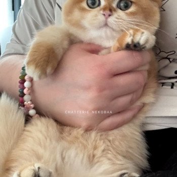 chat British Shorthair black golden shell Willow Chatterie Nekobaa chat British Shorthair black golden shell Willow Chatterie Nekobaa