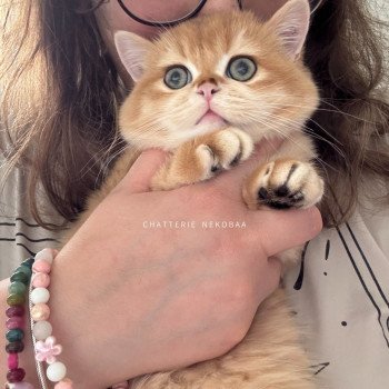 chat British Shorthair black golden shell Willow Chatterie Nekobaa chat British Shorthair black golden shell Willow Chatterie Nekobaa