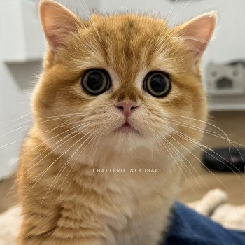 chat British Shorthair black golden shell Willow Chatterie Nekobaa chat British Shorthair black golden shell Willow Chatterie Nekobaa