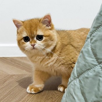 chat British Shorthair black golden shell Willow Chatterie Nekobaa chat British Shorthair black golden shell Willow Chatterie Nekobaa