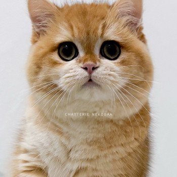 chat British Shorthair black golden shell Willow Chatterie Nekobaa chat British Shorthair black golden shell Willow Chatterie Nekobaa