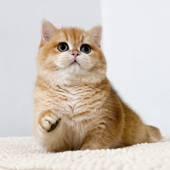 chat British Shorthair black golden shell Willow Chatterie Nekobaa chat British Shorthair black golden shell Willow Chatterie Nekobaa