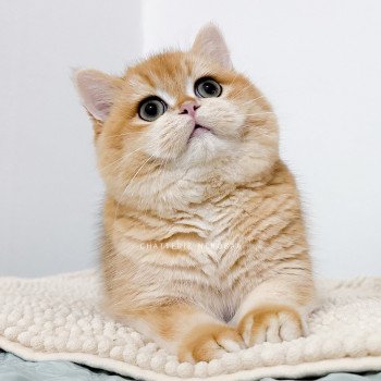 chat British Shorthair black golden shell Willow Chatterie Nekobaa chat British Shorthair black golden shell Willow Chatterie Nekobaa
